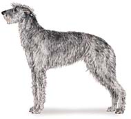 AKC Deerhound sketch